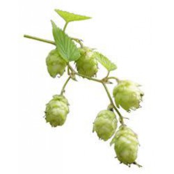 Green Bullet bloem 12,8 %...