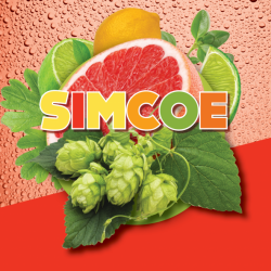 Simcoe Hopbloem 19 13 8...