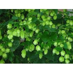 Crystal hopbloem 20 100g...