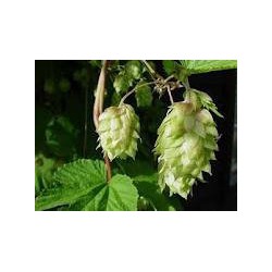 Spalt Select hopbloem 4-7%...